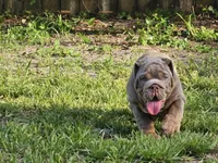 Bronny, a male English Bulldog for sale in Miami, FL – Photo 3 of 5