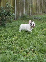 Casper, a male French Bulldog for sale in Miami, FL – Photo 3 of 4