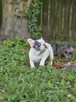 Casper, a male French Bulldog for sale in Miami, FL – Photo 1 of 4