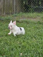 Casper, a male French Bulldog for sale in Miami, FL – Photo 4 of 4