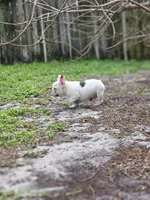 Casper, a male French Bulldog for sale in Miami, FL – Photo 2 of 4