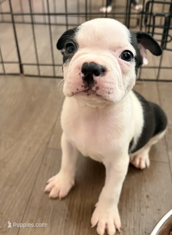 Cha cha – Boston Terrier puppy for sale in El Paso, TX