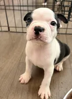 Cha cha, a female Boston Terrier for sale in El Paso, TX – 1 of 1