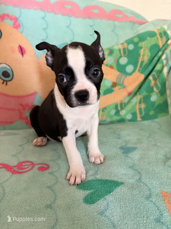 Daisy – Boston Terrier puppy for sale in El Paso, TX