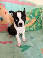 Daisy, a female Boston Terrier for sale in El Paso, TX – 1 of 1
