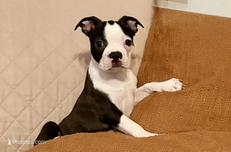 Cha cha – Boston Terrier puppy for sale in El Paso, TX