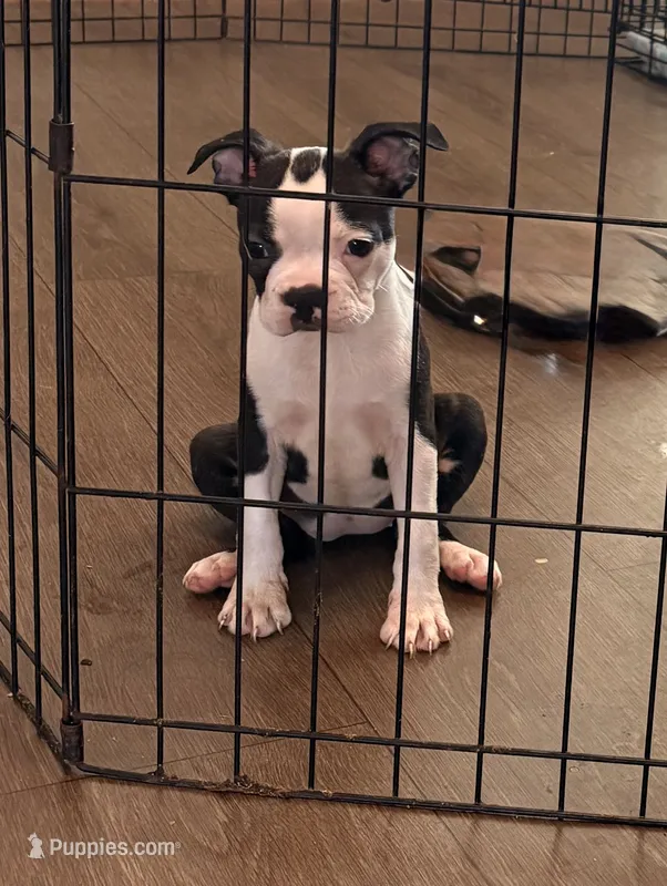Cha cha – Boston Terrier puppy for sale in El Paso, TX