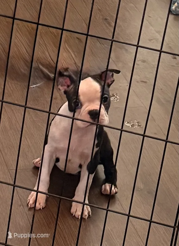 Peppa – Boston Terrier puppy for sale in El Paso, TX