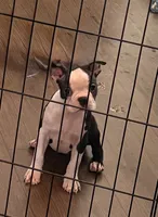 Peppa, a female Boston Terrier for sale in El Paso, TX – 1 of 1