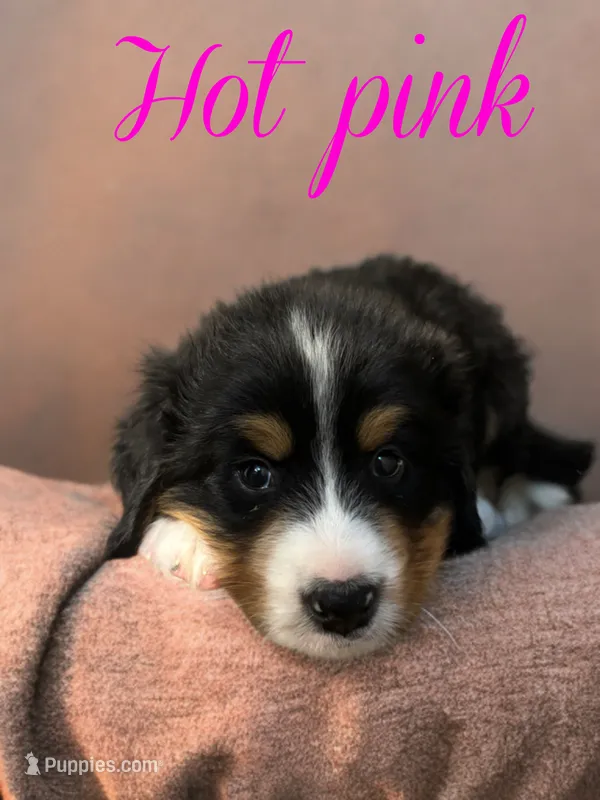 Hot pink