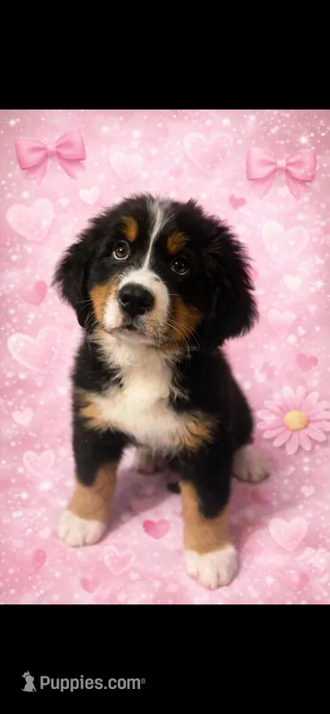 Light Pink, a female Bernese Mountain Dog for sale in Charlton City, MA – Photo 1 of 3