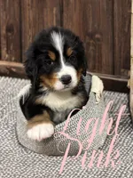 Light Pink, a female Bernese Mountain Dog for sale in Charlton City, MA – Photo 2 of 3