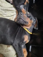 processed/551826b7-6ed8-49f4-8741-028264452386/listing/b7037569-af33-4e56-8765-e2308b67d751/68d293fa-a204-44af-abb5-27cc8c942f61