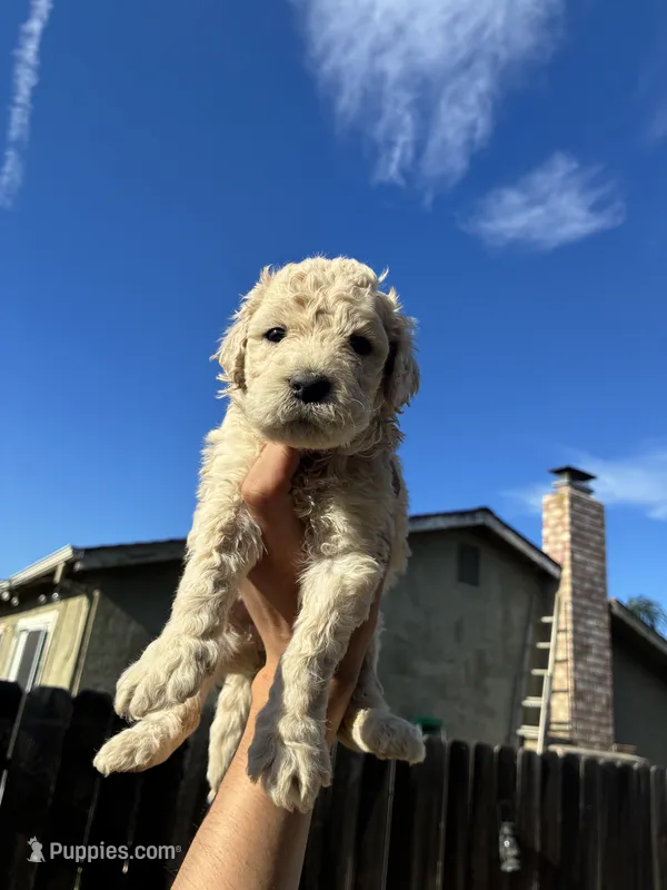 Chino – Goldendoodle puppy for sale in San Francisco, CA