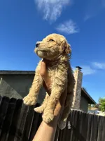 Chanel, a female Goldendoodle for sale in San Francisco, CA – 4 of 4