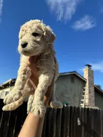 Chino, a female Goldendoodle for sale in San Francisco, CA – 3 of 3