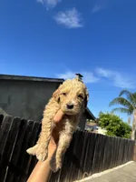 Chanel, a female Goldendoodle for sale in San Francisco, CA – 3 of 4
