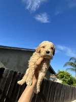 Chanel, a female Goldendoodle for sale in San Francisco, CA – 2 of 4