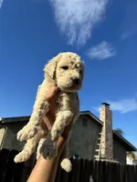 Chino, a female Goldendoodle for sale in San Francisco, CA – 2 of 3