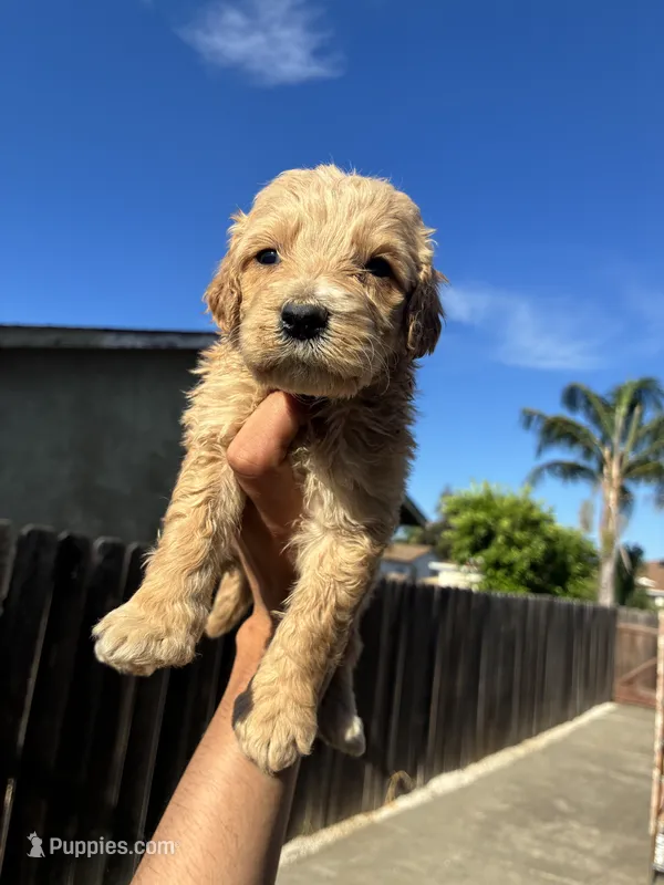 Chanel – Goldendoodle puppy for sale in San Francisco, CA