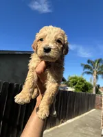 Chanel, a female Goldendoodle for sale in San Francisco, CA – 1 of 4