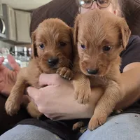 Emmy 2, a female Golden Retriever for sale in Snyder, CO – 4 of 4