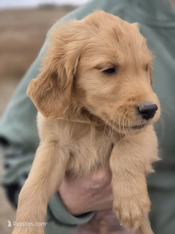 Emmy 2 – Golden Retriever puppy for sale in Snyder, CO
