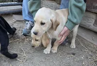 Annie 1, a male Labrador Retriever for sale in Snyder, CO – 5 of 6