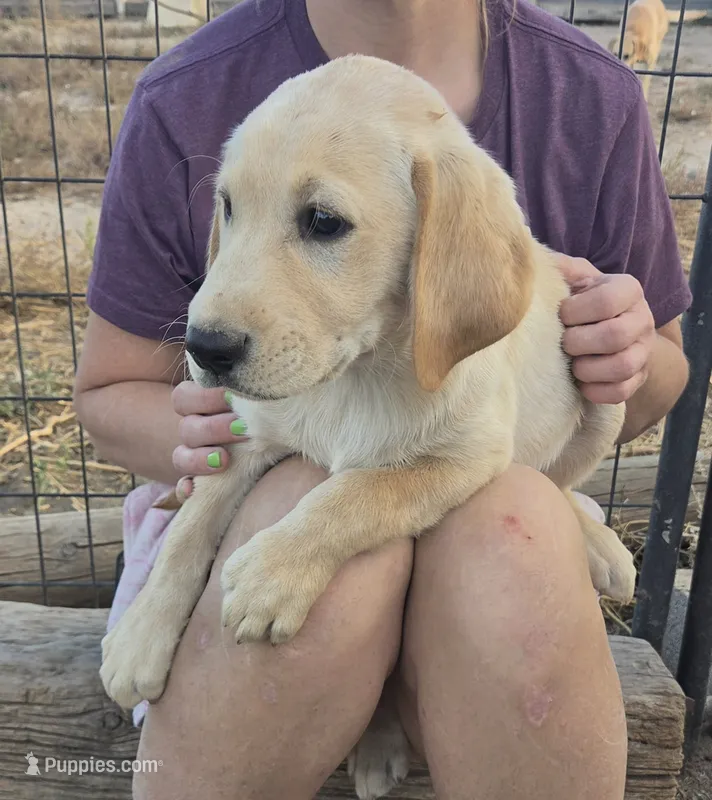 Joe – Labrador Retriever puppy for sale in Snyder, CO