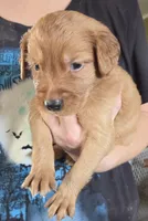 Emmy 4, a male Golden Retriever for sale in Snyder, CO – 2 of 3