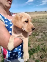 Cona 2, a female Labrador Retriever for sale in Snyder, CO – Photo 4 of 4