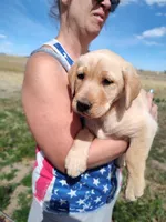 Cona 2, a female Labrador Retriever for sale in Snyder, CO – Photo 2 of 4