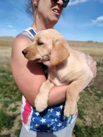Cona 2, a female Labrador Retriever for sale in Snyder, CO – Photo 3 of 4