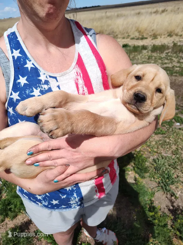 Cona 2 – Labrador Retriever puppy for sale in Snyder, CO