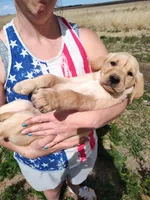 Cona 2, a female Labrador Retriever for sale in Snyder, CO – Photo 1 of 4