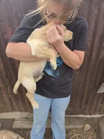 Annie 2, a male Labrador Retriever for sale in Snyder, CO – 3 of 4