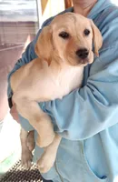 Cona 1, a female Labrador Retriever for sale in Snyder, CO – Photo 4 of 5