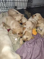 Cona 1, a female Labrador Retriever for sale in Snyder, CO – Photo 2 of 5