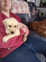 Cona 4, a male Labrador Retriever for sale in Snyder, CO – Photo 1 of 3