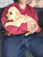 Cona 4, a male Labrador Retriever for sale in Snyder, CO – Photo 2 of 3