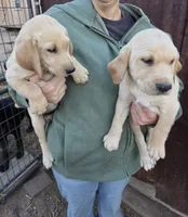 Annie 1, a male Labrador Retriever for sale in Snyder, CO – 6 of 6