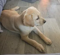 Trey, a male Labrador Retriever for sale in Snyder, CO – 3 of 6