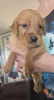 Emmy 4, a male Golden Retriever for sale in Snyder, CO – 3 of 3