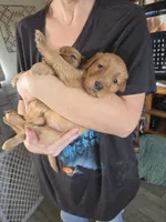 Emmy 3, a female Golden Retriever for sale in Snyder, CO – 5 of 6