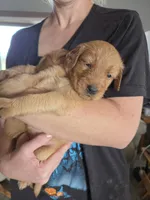 Emmy 3, a female Golden Retriever for sale in Snyder, CO – 2 of 6