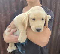 Annie 1, a male Labrador Retriever for sale in Snyder, CO – 3 of 6