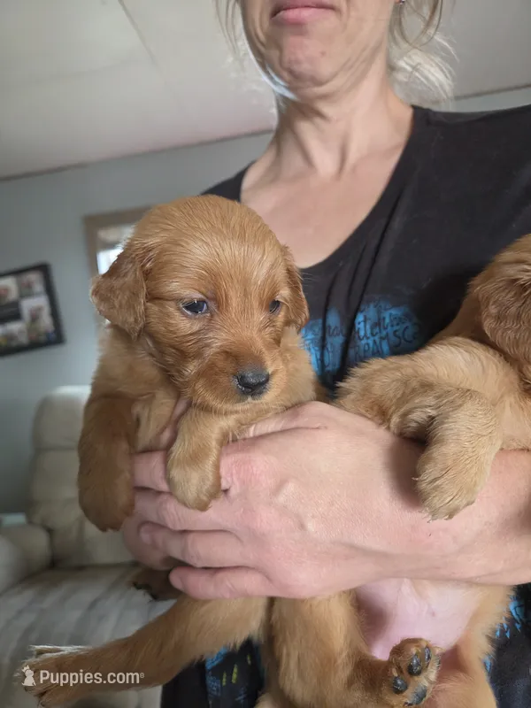 Emmy 2 – Golden Retriever puppy for sale in Snyder, CO
