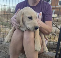 Doug, a male Labrador Retriever for sale in Snyder, CO – 3 of 5