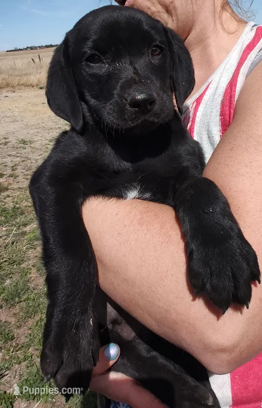 Cona 1 – Labrador Retriever puppy for sale in Snyder, CO