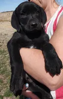 Cona 1, a male Labrador Retriever for sale in Snyder, CO – Photo 1 of 4